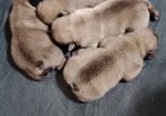 Francuski Buldog prelepi štenci
