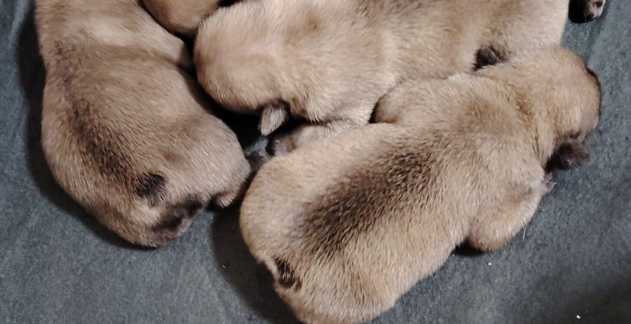 Francuski Buldog prelepi štenci