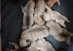 Francuski Buldog prelepi štenci