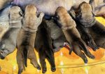 Južnoafrički mastif – Boerboel štenci