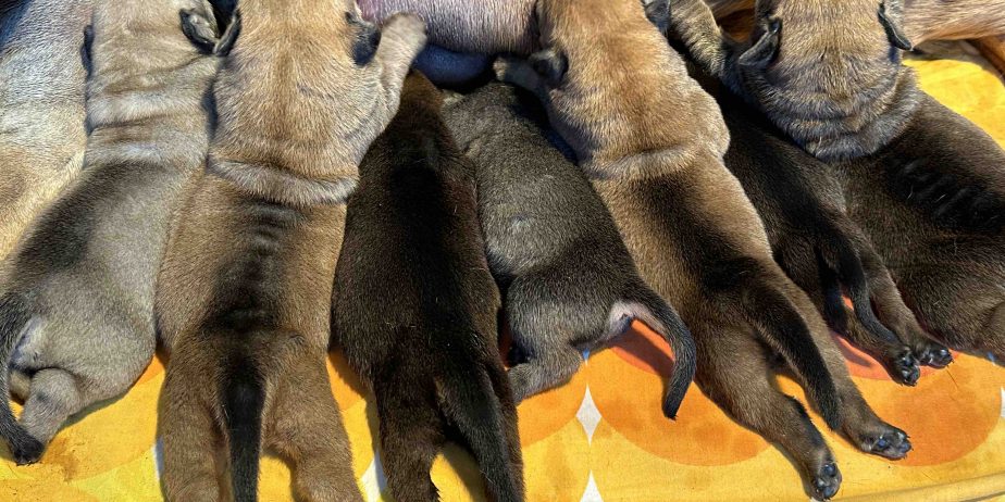 Južnoafrički mastif – Boerboel štenci