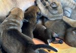Južnoafrički mastif – Boerboel štenci