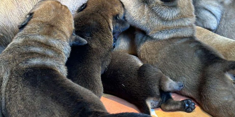 Južnoafrički mastif – Boerboel štenci