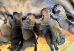 Južnoafrički mastif – Boerboel štenci
