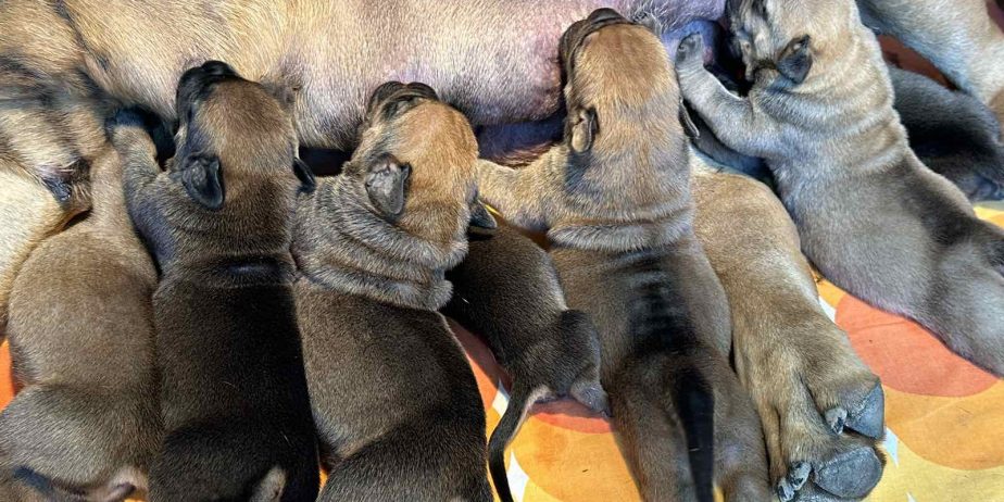 Južnoafrički mastif – Boerboel štenci