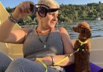 Toy Pudla štenci