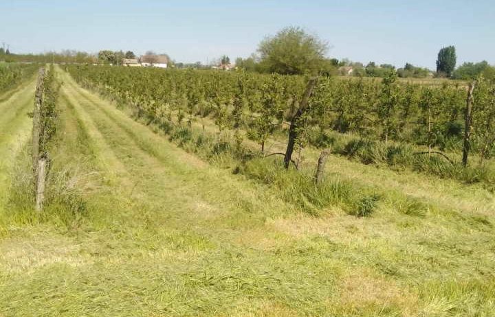 Na prodaju dva vocnjaka povrsine od po 2ha,