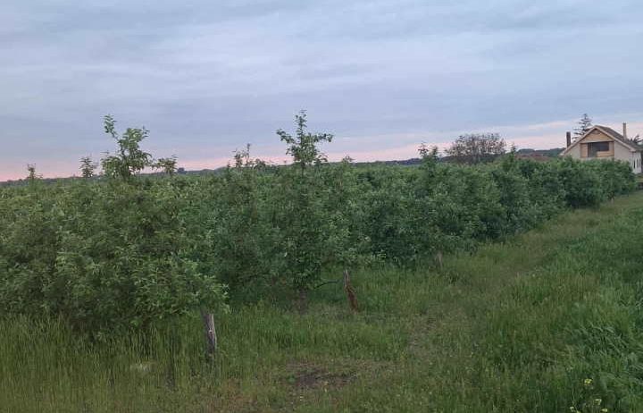 Na prodaju dva vocnjaka povrsine od po 2ha,