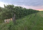 Na prodaju dva vocnjaka povrsine od po 2ha,