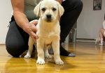Labrador štenci