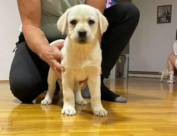 Labrador štenci