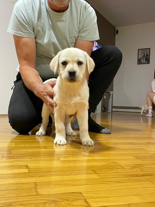 Labrador štenci