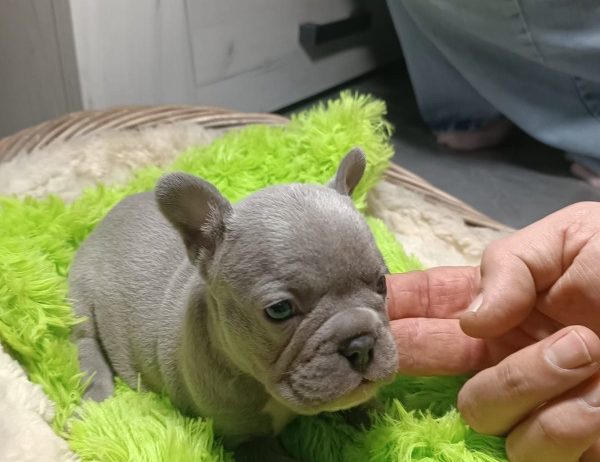 Francuski buldog plavi i klasik stenci