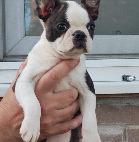 Boston terrijer zenkica