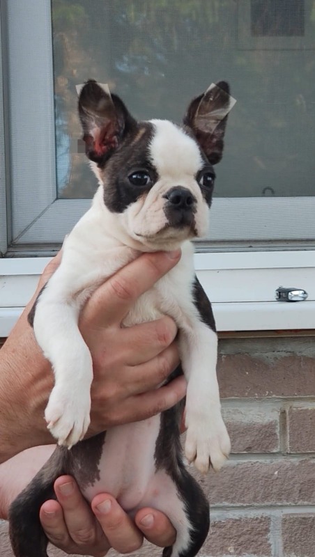 Boston terrijer zenkica