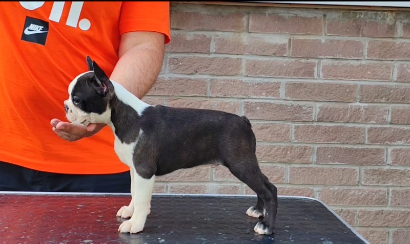 Boston terrijer
