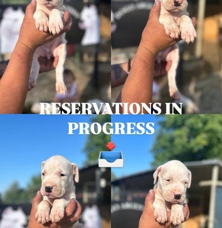 Dogo Argentino stenci