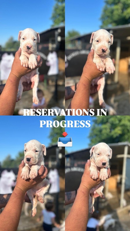 Dogo Argentino stenci