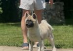 Američka akita