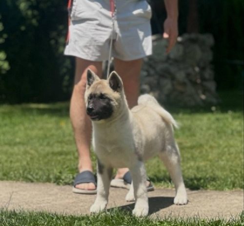 Američka akita