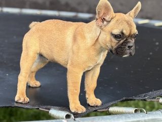 1-francuski-buldog-M0625