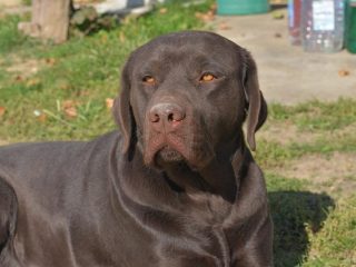 1-labrador-O0625