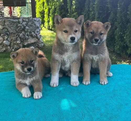 Shiba inu (šiba inu) štenci
