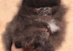 Pomeranski špic,Pomeranac,Pomeranian,Boo štenci