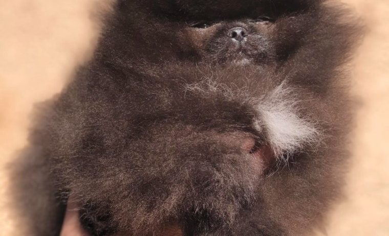 Pomeranski špic,Pomeranac,Pomeranian,Boo štenci