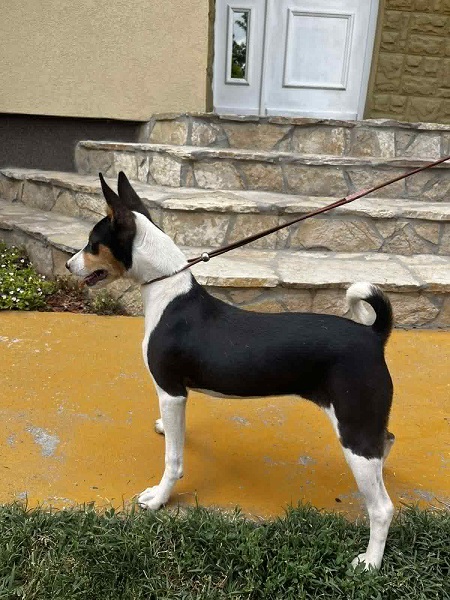 Prelepi BASENJI štenci