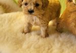 Mini Maltipoo štenci