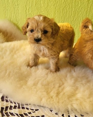 Mini Maltipoo štenci