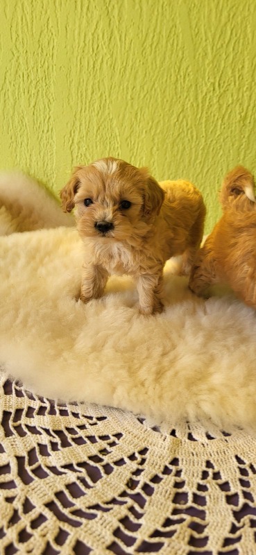 Mini Maltipoo štenci
