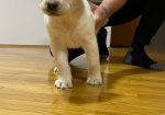 Labrador štenci