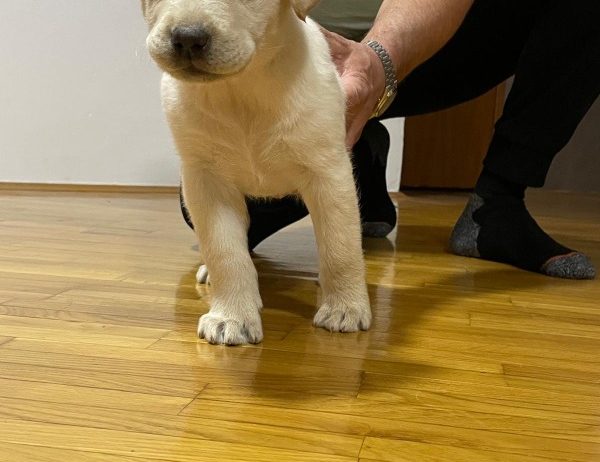 Labrador štenci