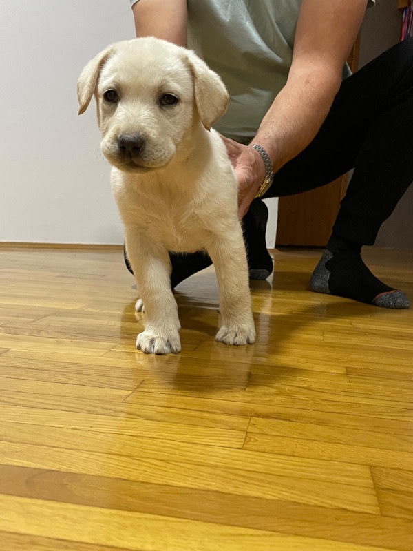 Labrador štenci