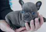 Francuski buldog plavi i klasik stenci
