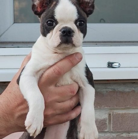Boston terrijer zenkica