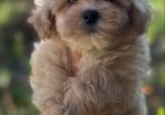 Maltipoo vrhunske genetike