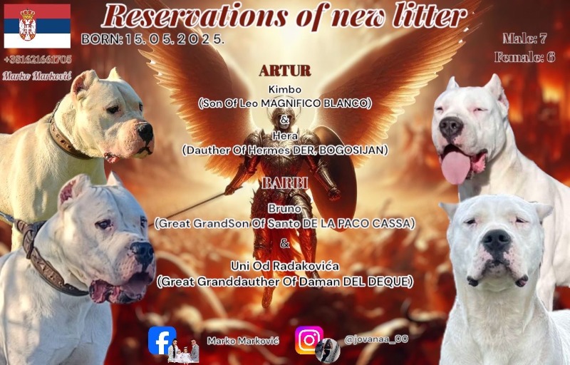 Dogo Argentino stenci
