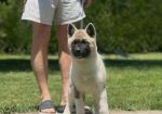 Američka akita