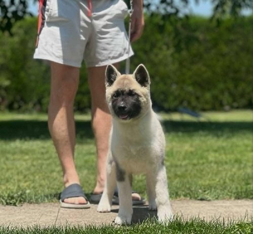 Američka akita