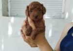 Crvena toy pudla