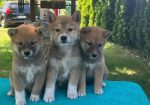 Shiba inu (šiba inu) štenci