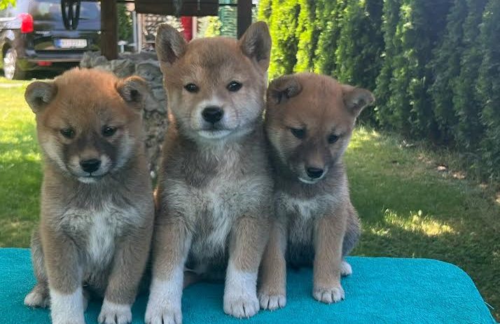 Shiba inu (šiba inu) štenci