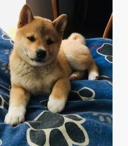 Štenci Shiba Inu