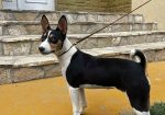 Prelepi BASENJI štenci