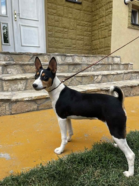 Prelepi BASENJI štenci