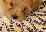 Mini Maltipoo štenci