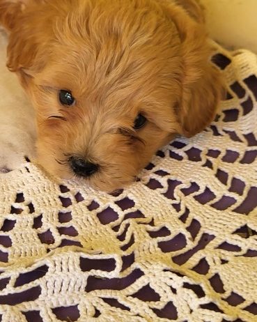 Mini Maltipoo štenci